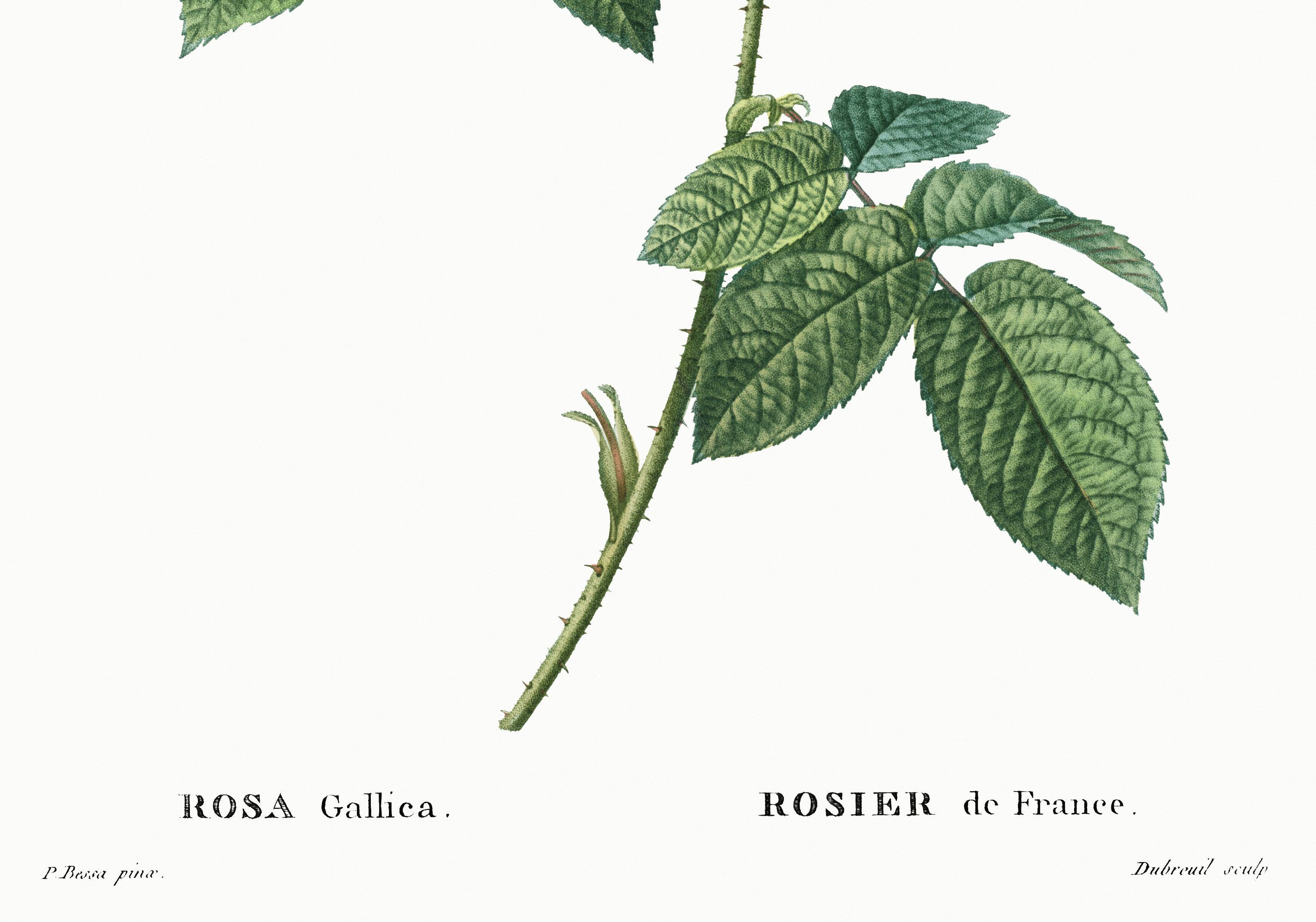 Poster about “French rose”, after an engraving from 1802