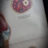 Anatomical poster
