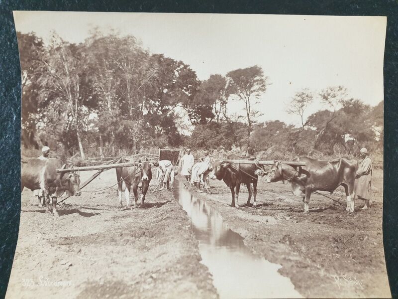 Pascal Sébah (1823-1886) - Photograph, albumen print - The ploughmen, Egypt