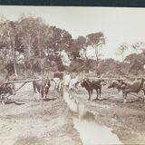 Pascal Sébah (1823-1886) - Photograph, albumen print - The ploughmen, Egypt