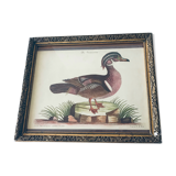 Ancient framed duck