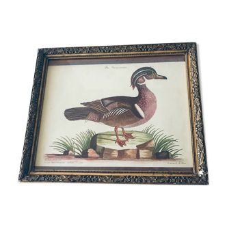 Ancient framed duck