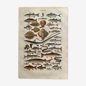 Lithographie sur les poissons de 1922