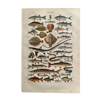 Lithograph on fish from 1922