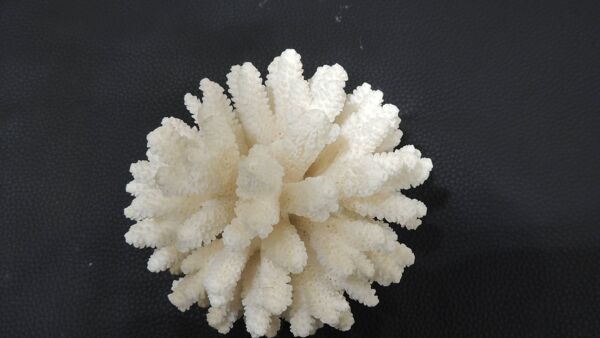 Corail de mer cluster blanc /vintage