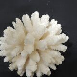 Sea coral cluster white/vintage