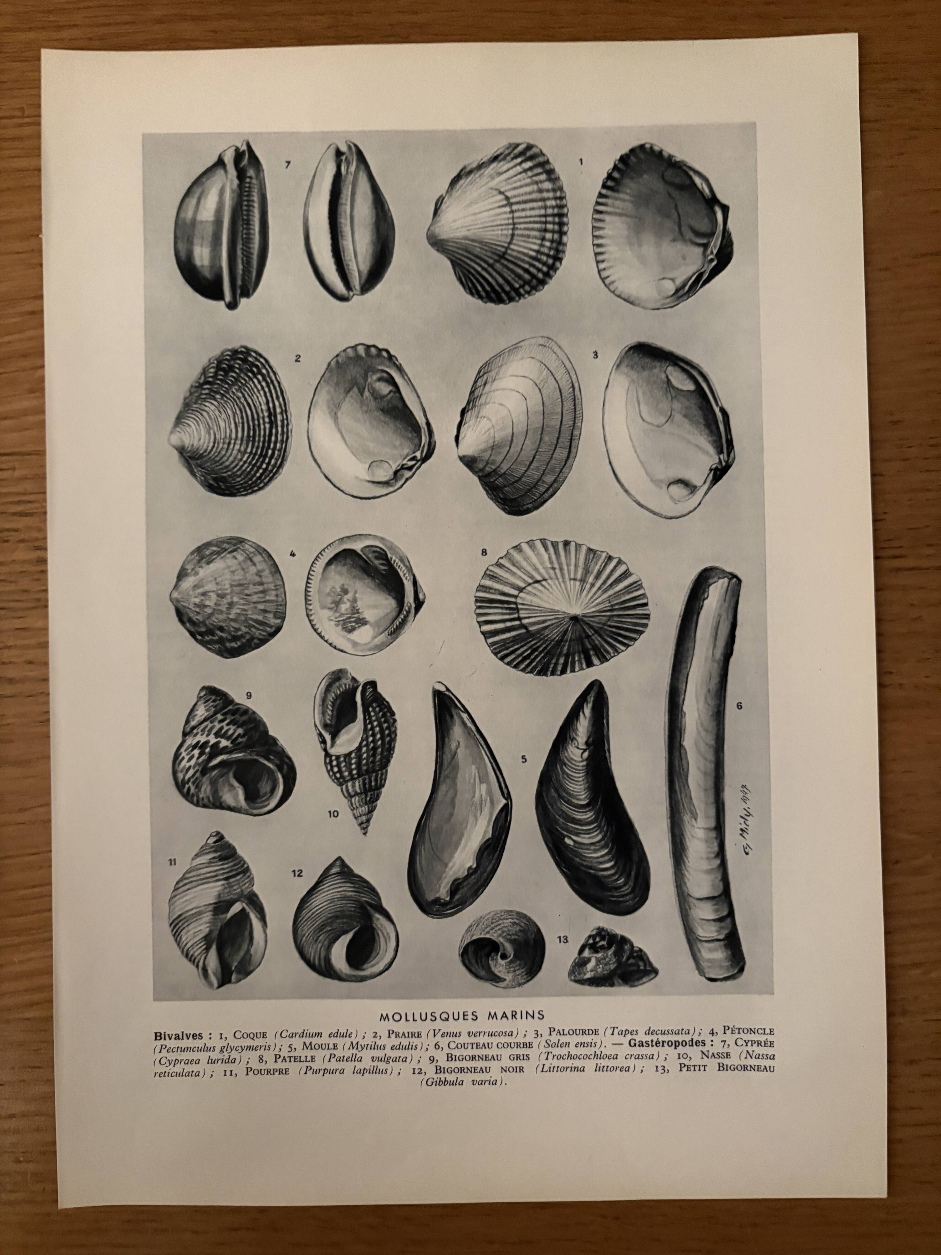 Illustrated plate on shells (marine molluscs) – 1950