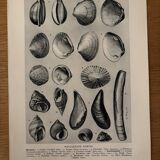 Illustrated plate on shells (marine molluscs) – 1950