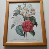 Vintage botanical illustration reboute.
