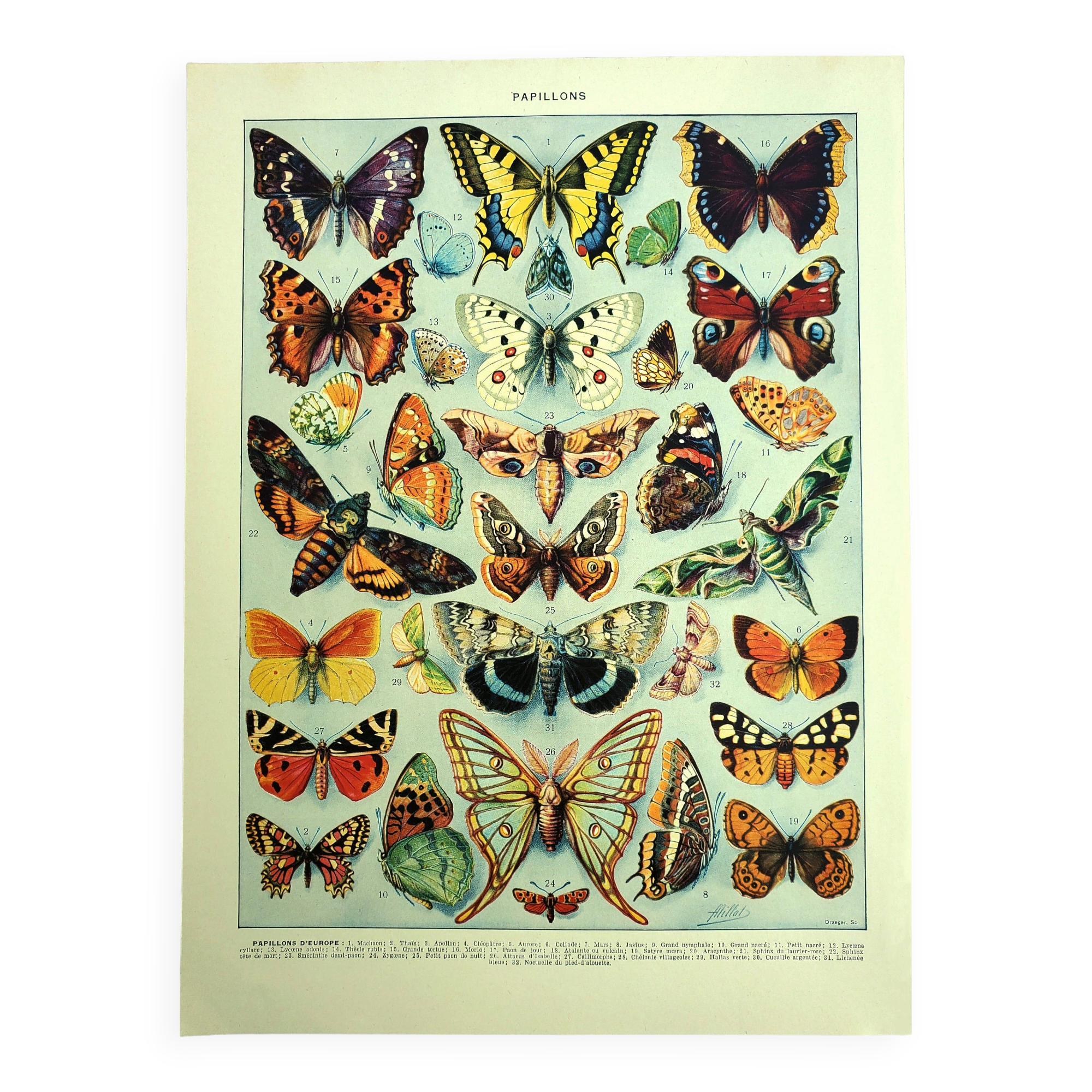 Gravure ancienne - 1928 - Papillons d'Europe par A. Millot - Lithographie