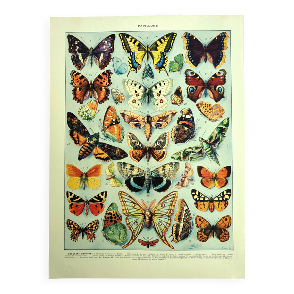Gravure ancienne - 1928 - Papillons d'Europe par A. Millot - Lithographie — Beyit