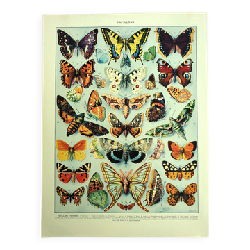 Old engraving - 1928 - Butterflies of Europe by A. Millot - Lithograph