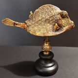 Cabinet of Curiosities naturalized fish tetrosomus concatenatus on base