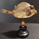 Cabinet of Curiosities naturalized fish tetrosomus concatenatus on base