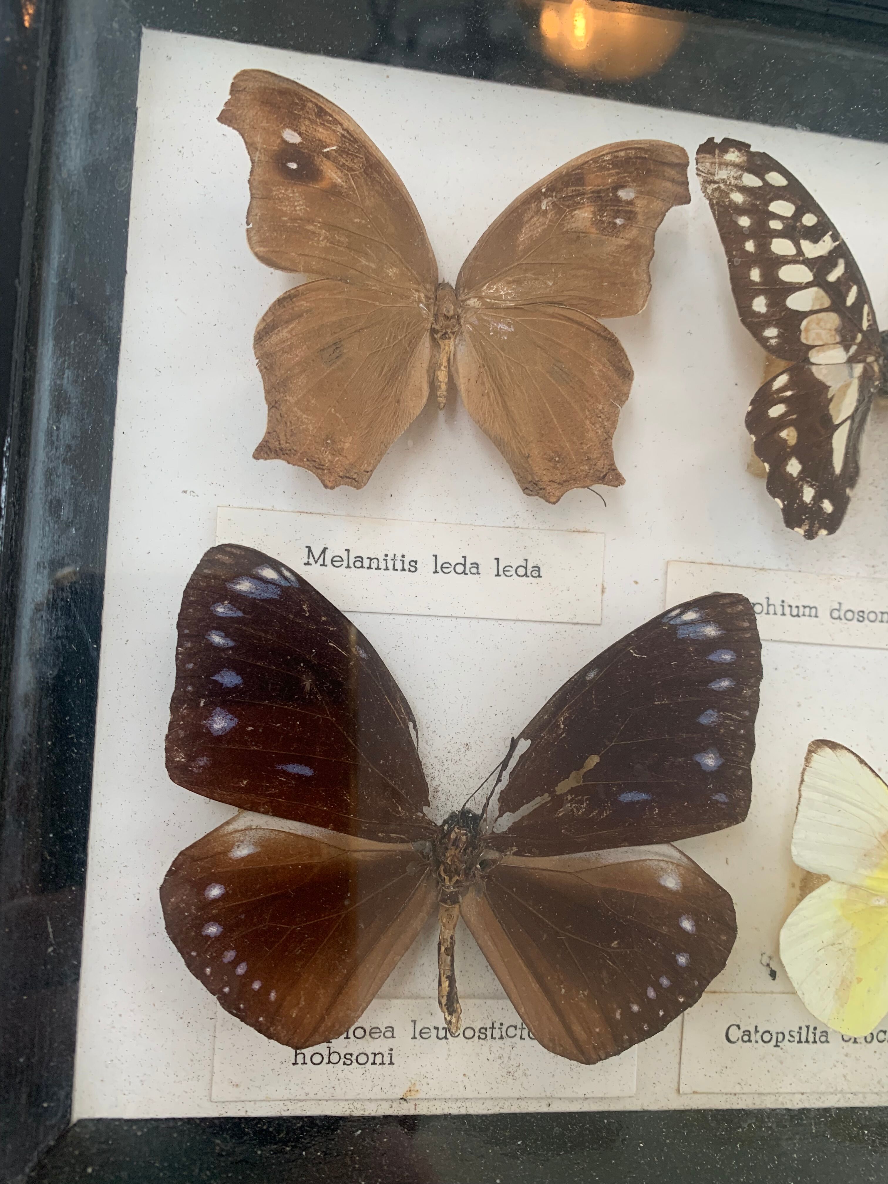 Cadre vintage de papillons, taxidermie