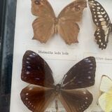 Vintage Display Of Butterfly's, Taxidermy