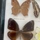 Cadre vintage de papillons, taxidermie