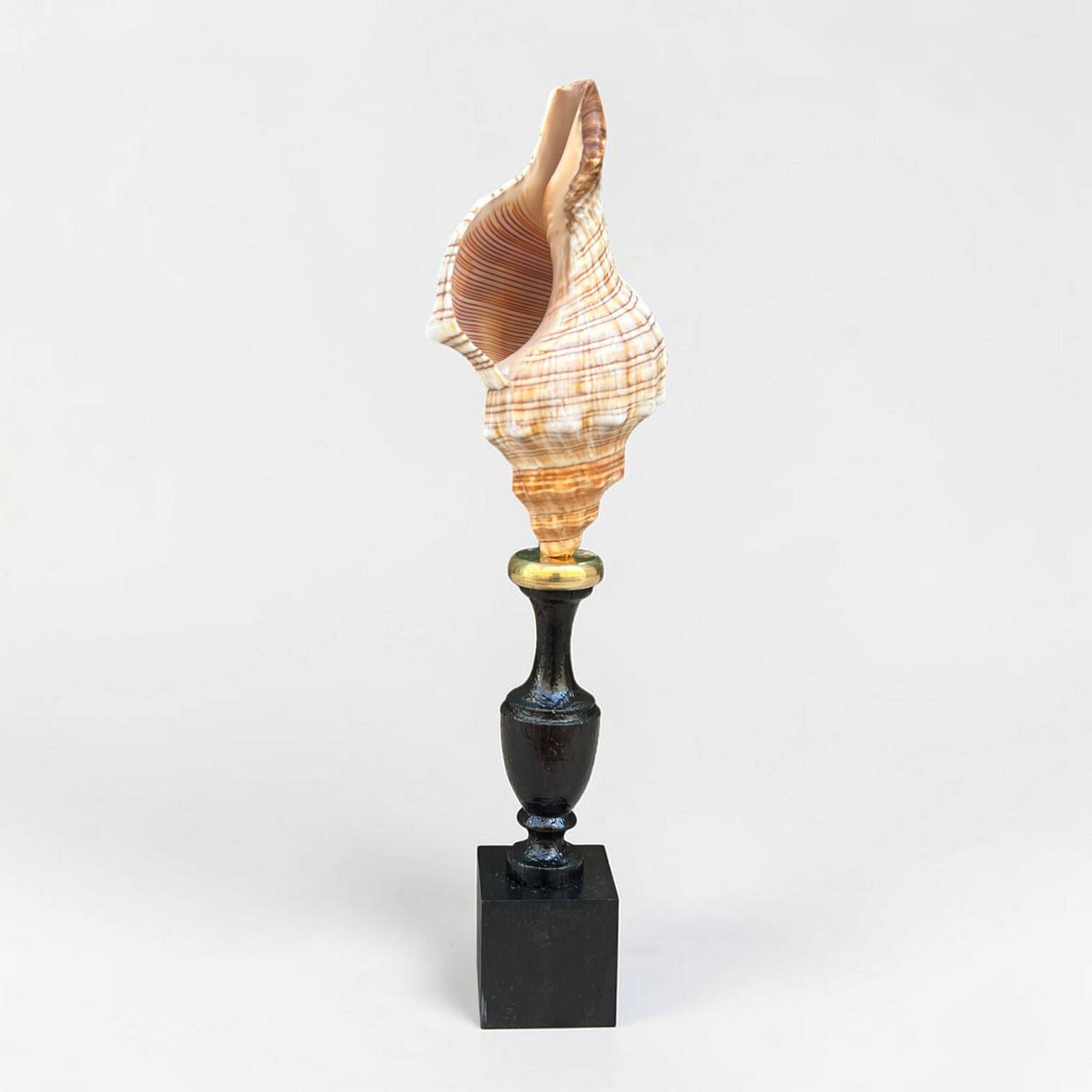 Sea snail shell Fasciolaria Trapezium on a turned wooden base