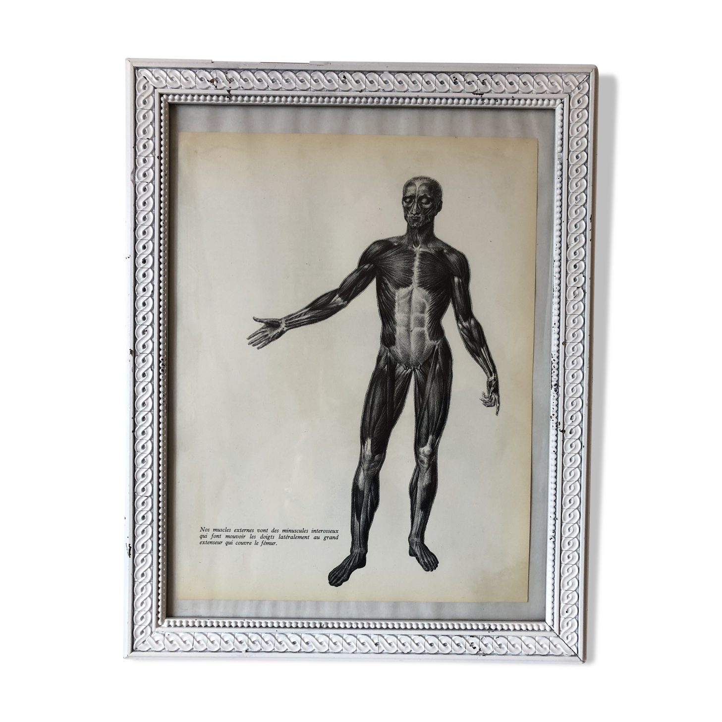 Reproduction poster boards of Anatomy