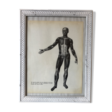 Reproduction poster boards of Anatomy