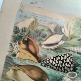 Old engraving from 1886. Shells and molluscs (2) Sea, beach and ocean.