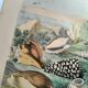 Gravure ancienne de 1886. Coquillages et mollusques (2) Mer, plage et océan