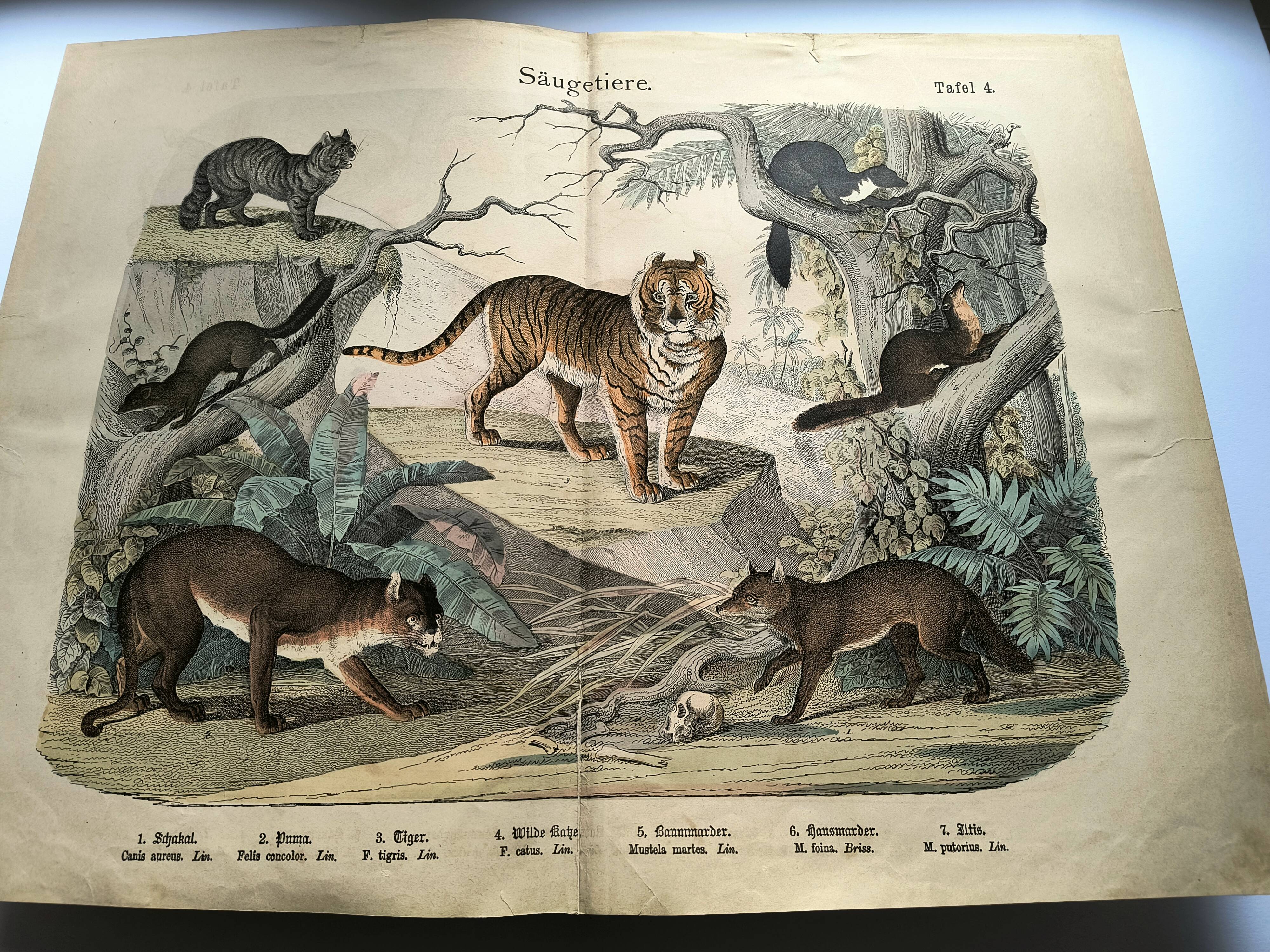 Large antique engraving, 1886 - Tigers and mammals. Lithograph plate