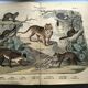 Large antique engraving, 1886 - Tigers and mammals. Lithograph plate