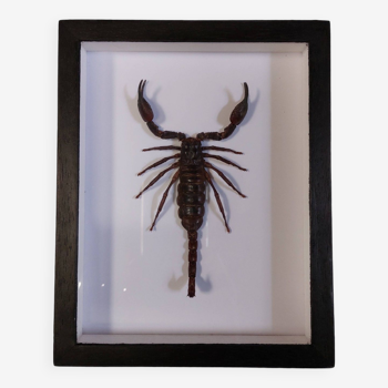 Scorpion naturalisé sous verre
