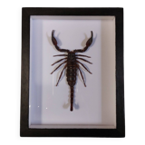 Scorpion stuffed under glass