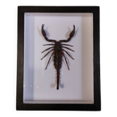 Scorpion naturalisé sous verre
