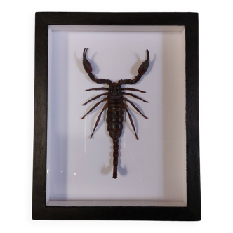 Scorpion stuffed under glass