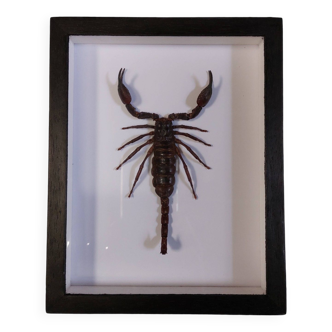 Scorpion naturalisé sous verre