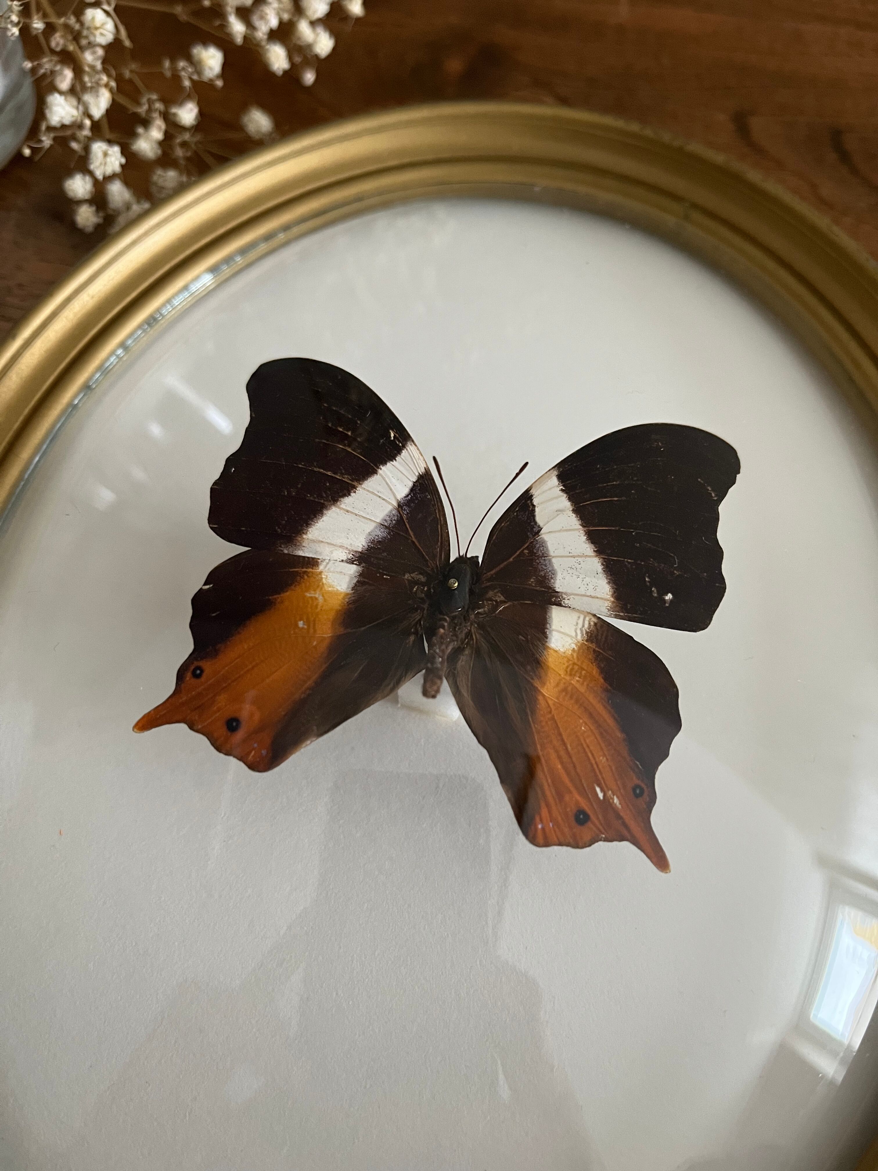 Butterfly frame naturalized curved glass