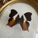 Butterfly frame naturalized curved glass