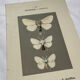 Botanical Plate 1800 Old naturalist engraving 19th century double-sided
