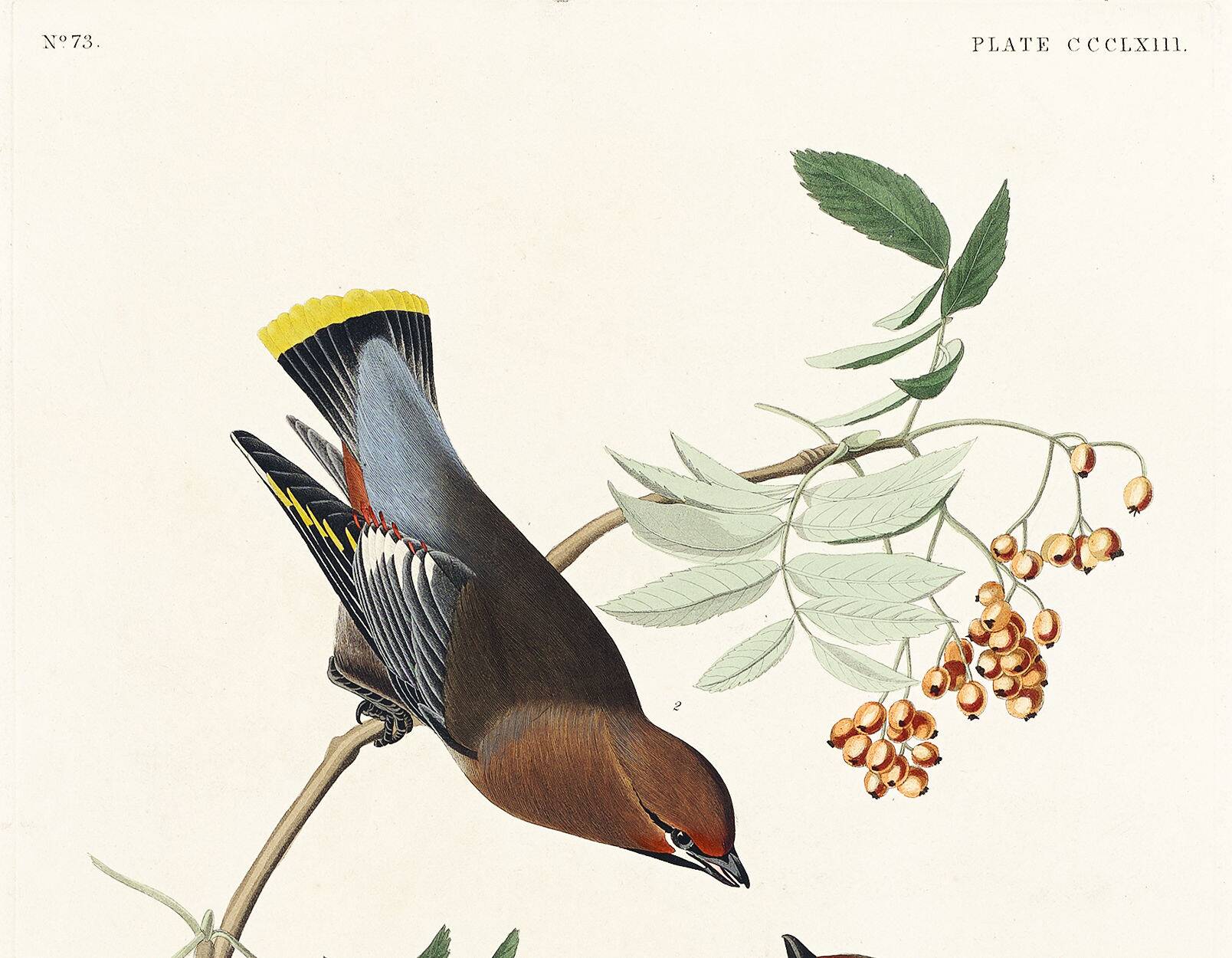 Poster about the Bohemian Waxwing, based on an old engraving from 1827.