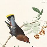 Poster about the Bohemian Waxwing, based on an old engraving from 1827.