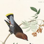 Affiche sur le Jaseur boréal, d’après une gravure ancienne de 1827.