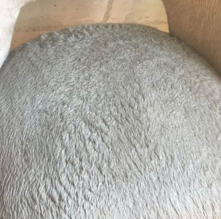 Vintage Tonneau Chair