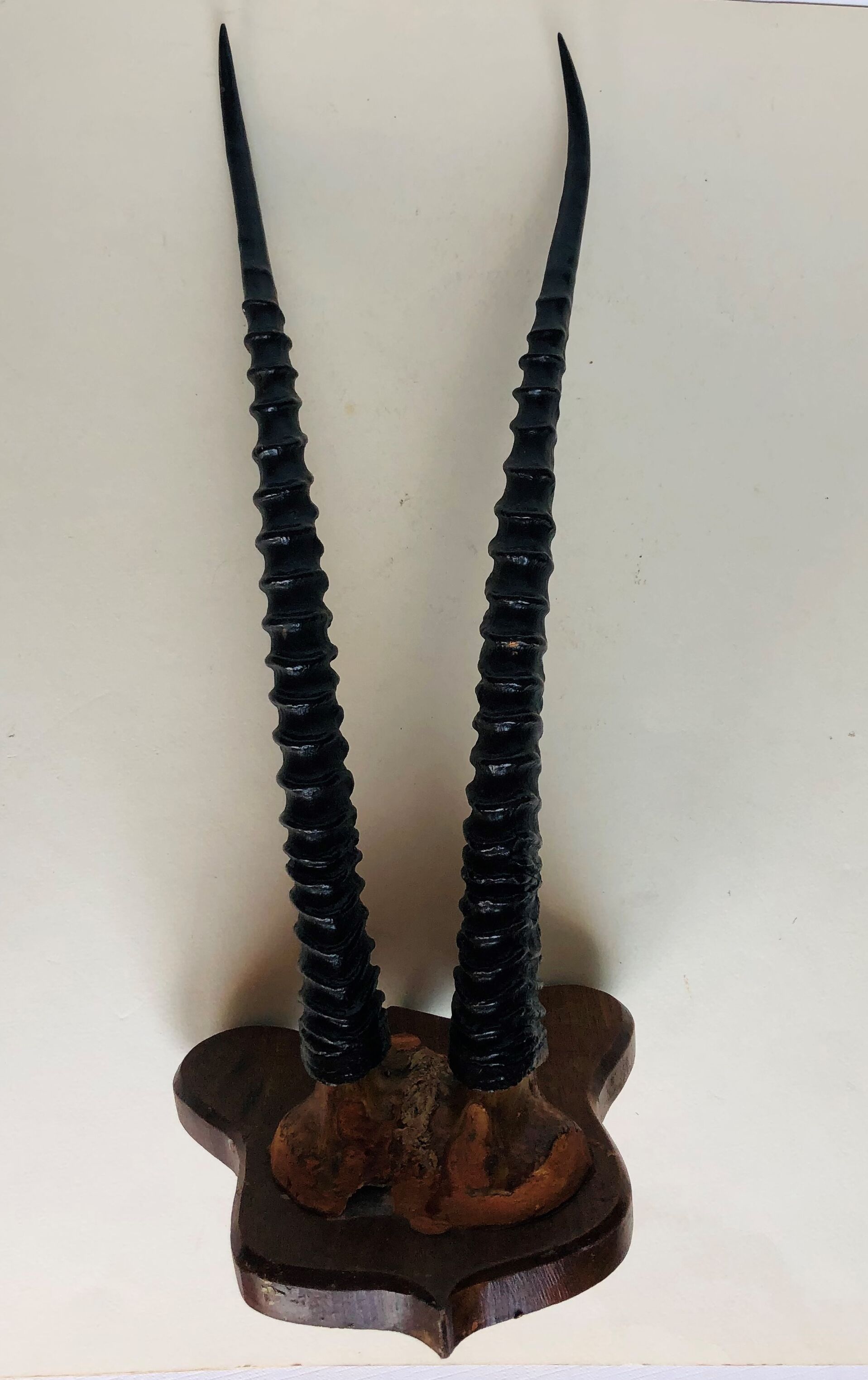 Gazelle horns on wooden support