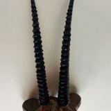 Gazelle horns on wooden support