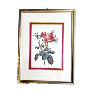 Gravure pj redouté rosier à cent