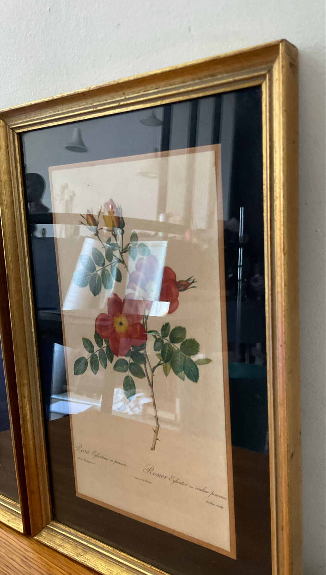 Pair of vintage botanical frames in gilded wood