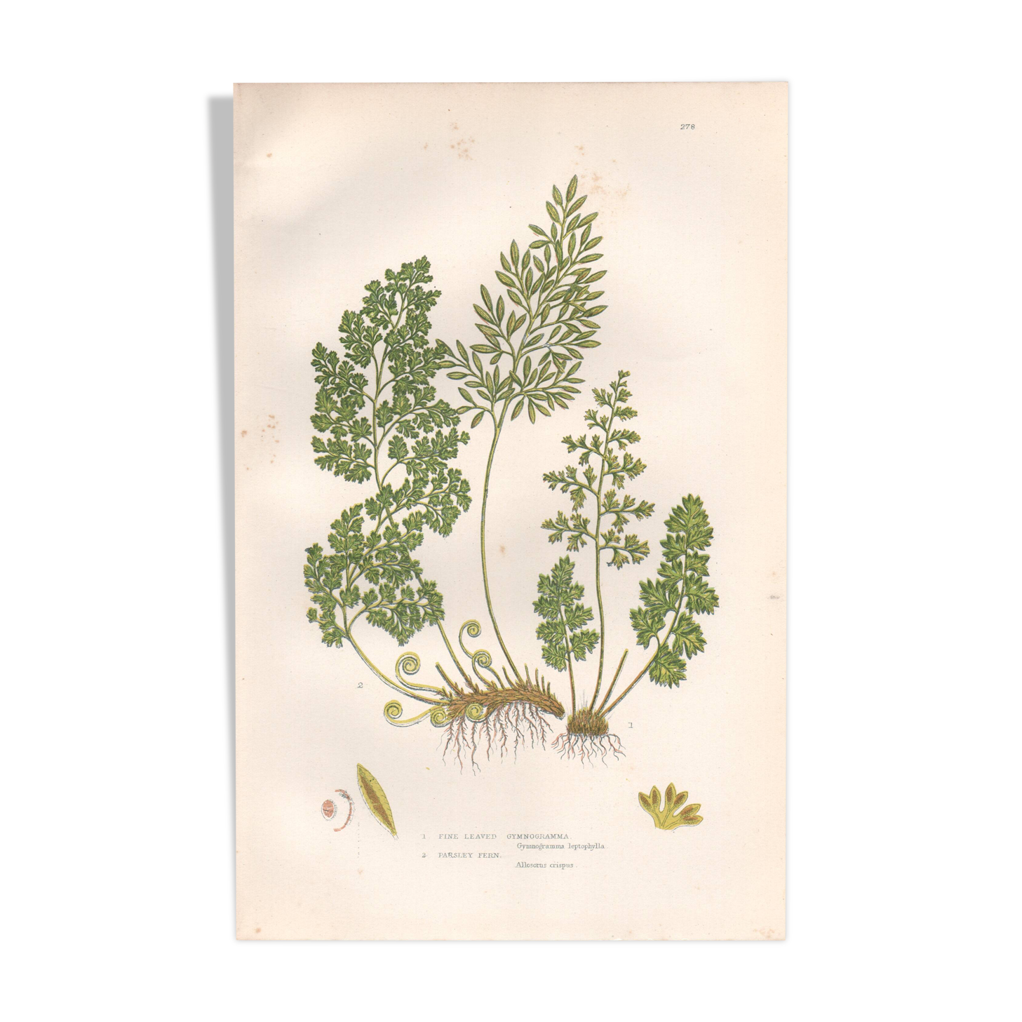 Lithographie ancienne botanique 1889. Fougères persil par A. Pratt. Gravure