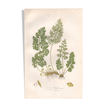 Antique botanical lithograph, 1889. Ferns and parsley by A. Pratt. Engraving