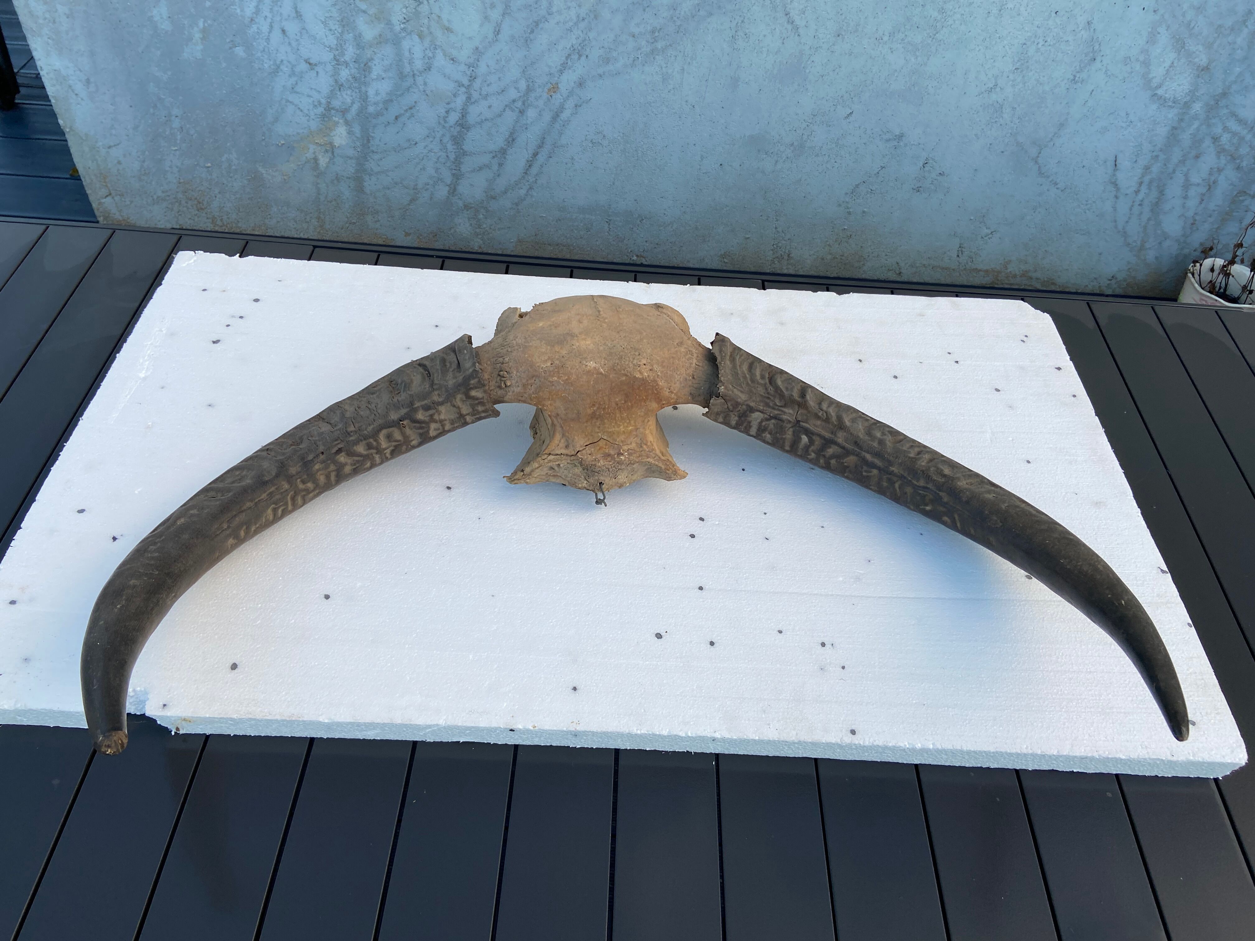 Hunting Trophy