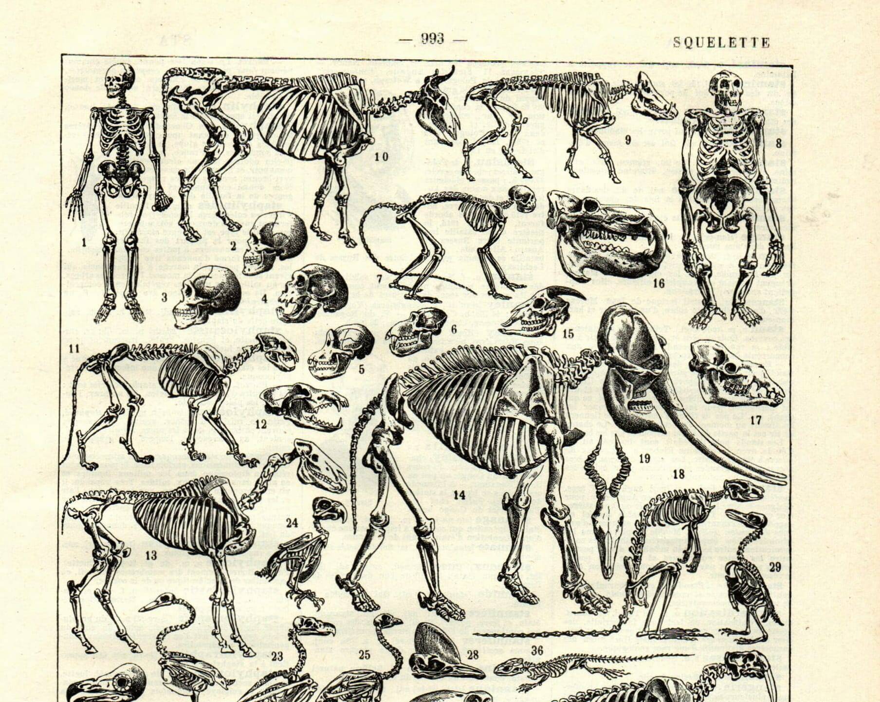 Gravure ancienne 1923 - Squelettes et anatomie comparée par P. De Laubadère