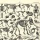 Gravure ancienne 1923 - Squelettes et anatomie comparée par P. De Laubadère