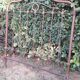 Napoleon III headboard in iron and brass L127xH139